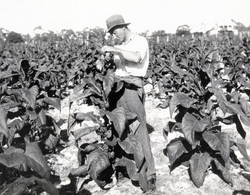 queensland state archives 4238 tobacco plants before topping 1933